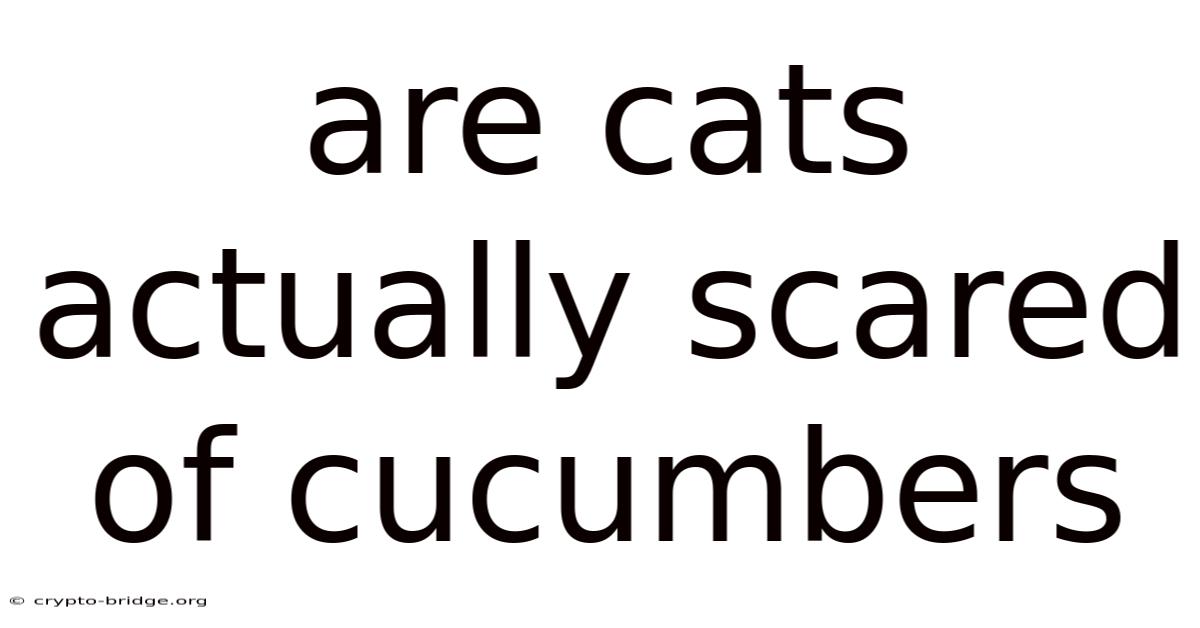 Are Cats Actually Scared Of Cucumbers
