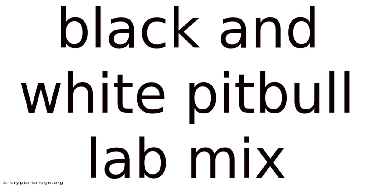 Black And White Pitbull Lab Mix