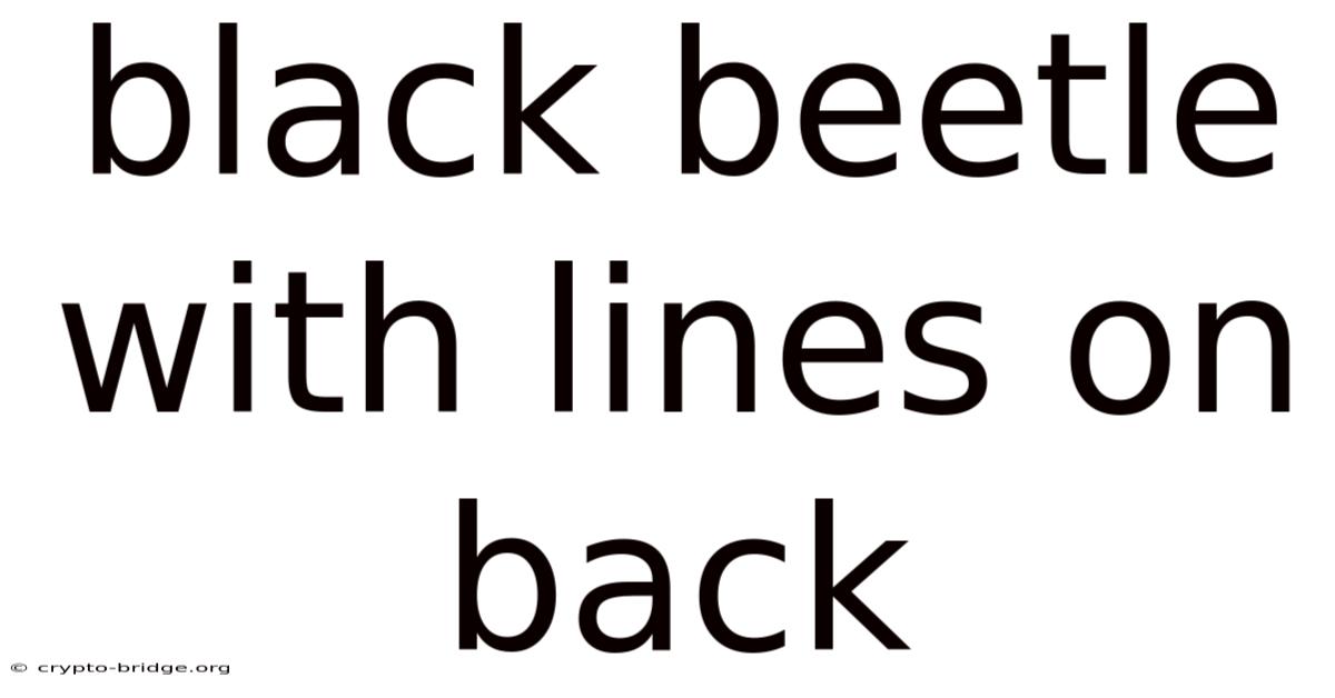 Black Beetle With Lines On Back