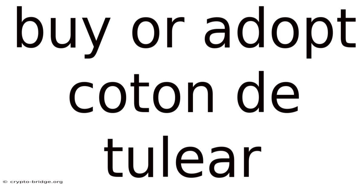 Buy Or Adopt Coton De Tulear