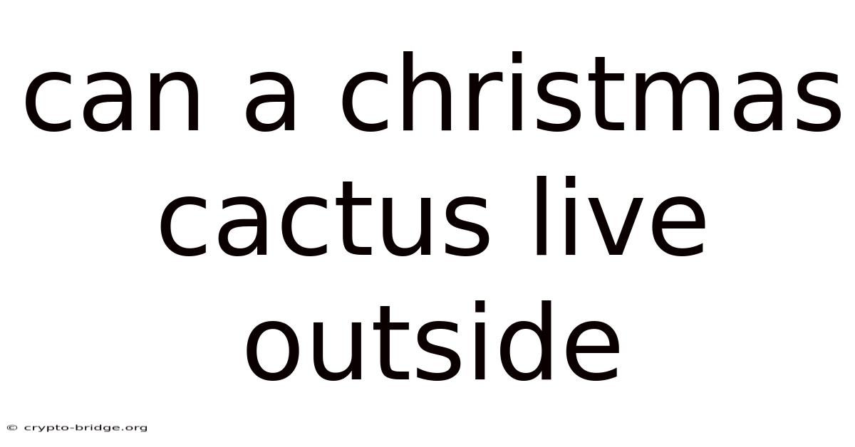 Can A Christmas Cactus Live Outside