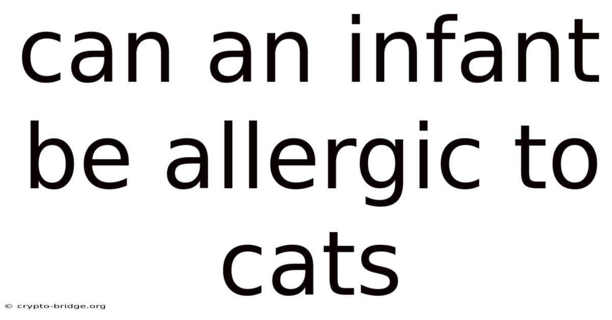 Can An Infant Be Allergic To Cats