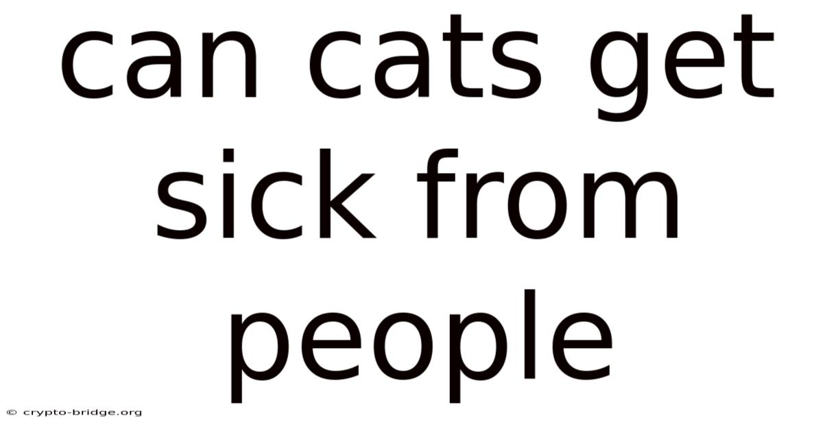 Can Cats Get Sick From People