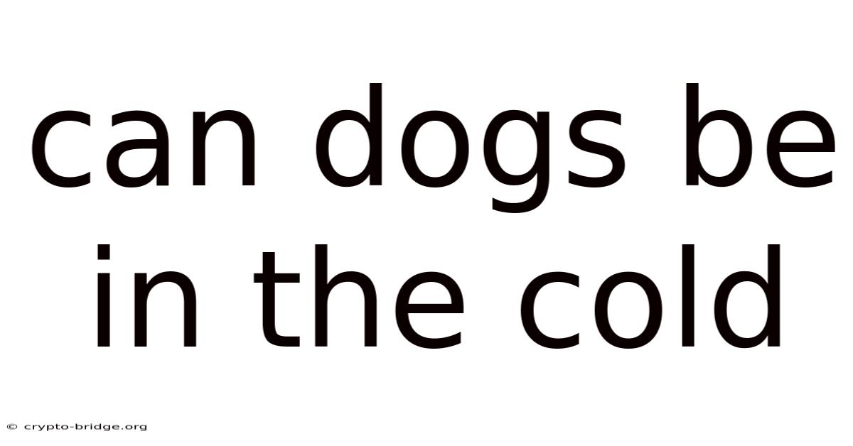 Can Dogs Be In The Cold