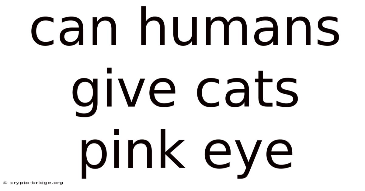 Can Humans Give Cats Pink Eye