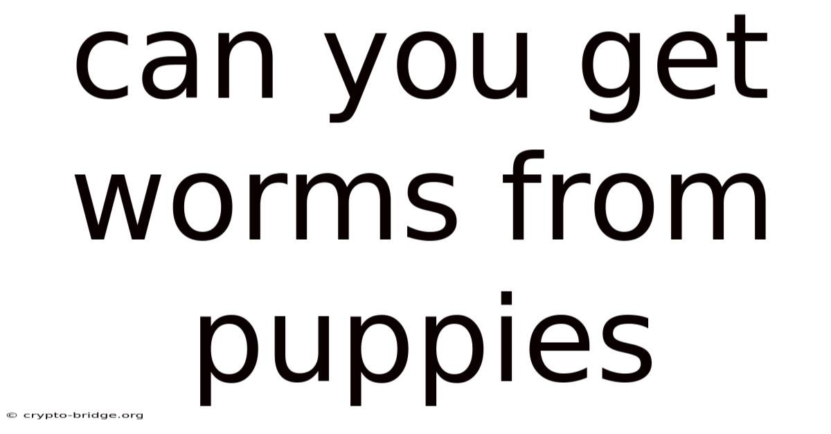 Can You Get Worms From Puppies