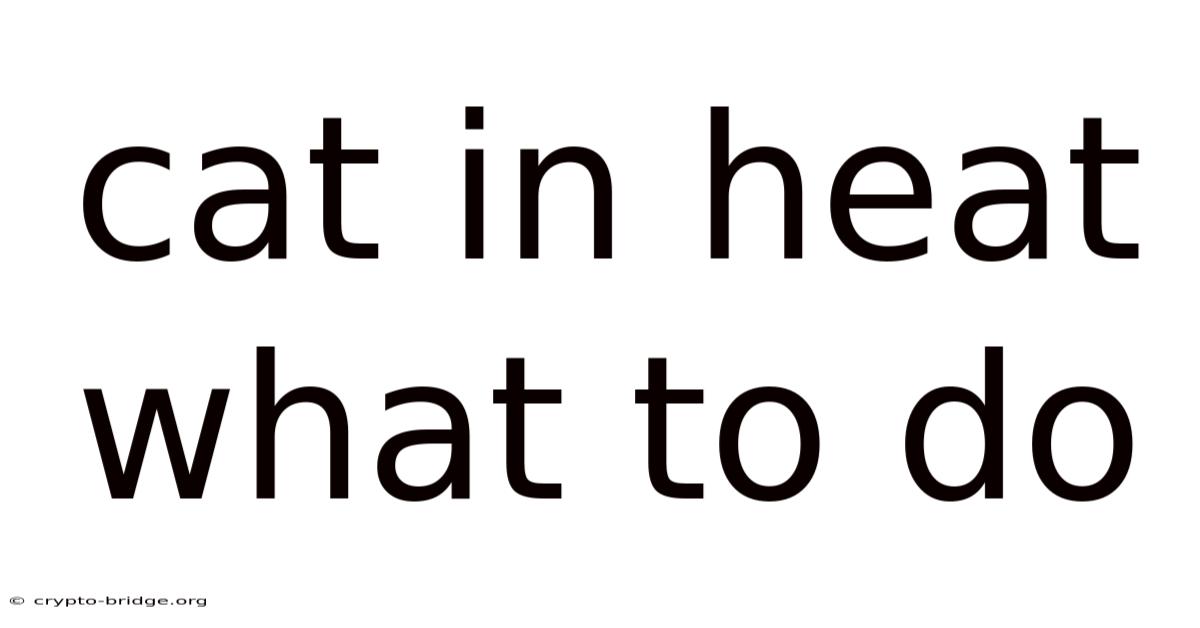 Cat In Heat What To Do