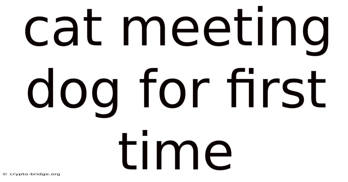 Cat Meeting Dog For First Time