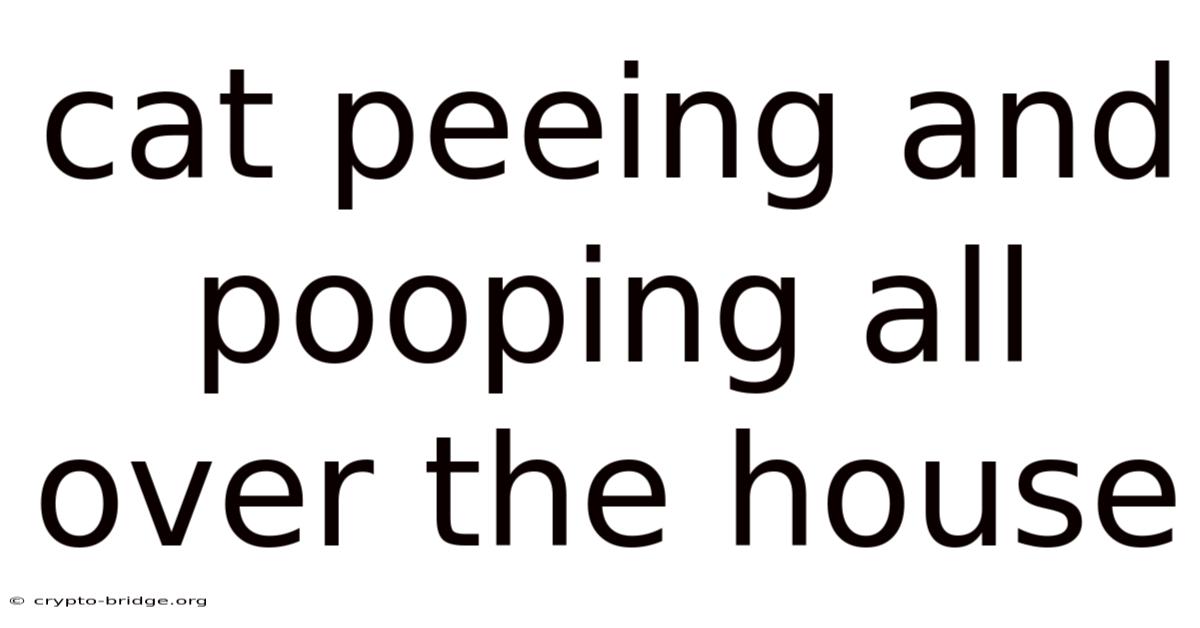 Cat Peeing And Pooping All Over The House