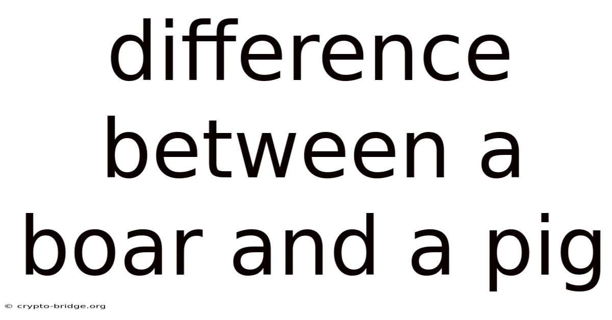 Difference Between A Boar And A Pig
