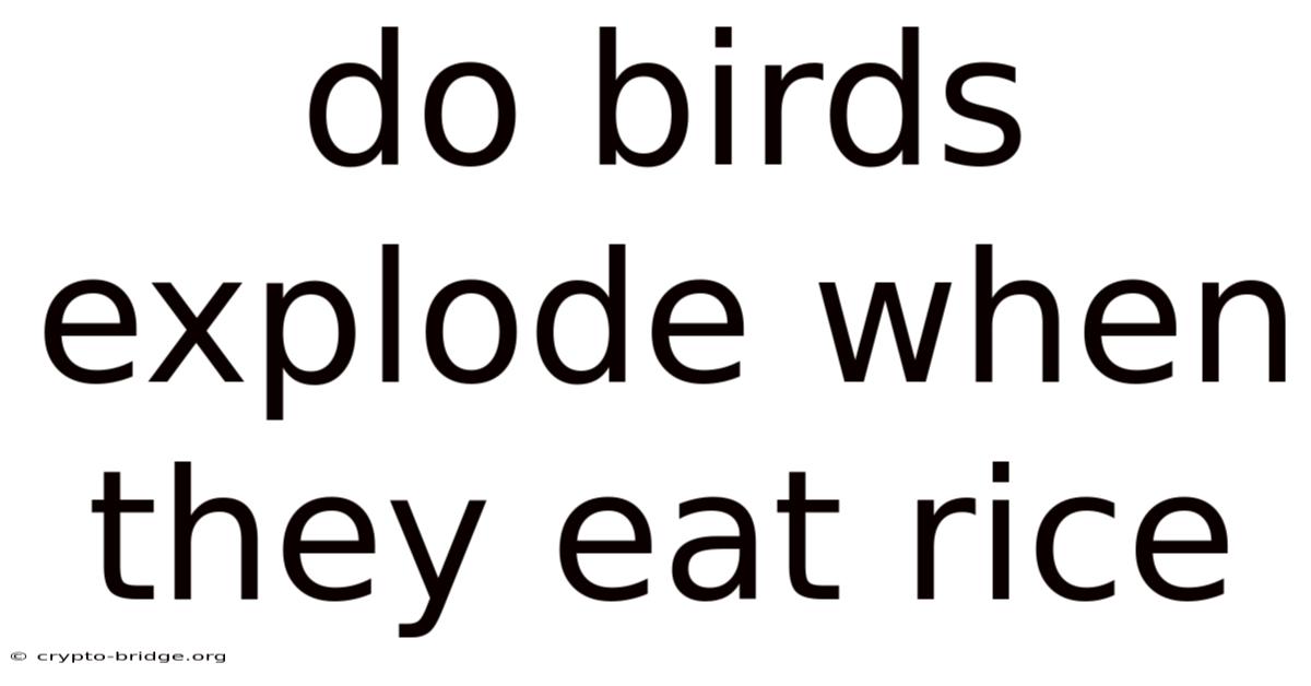 Do Birds Explode When They Eat Rice