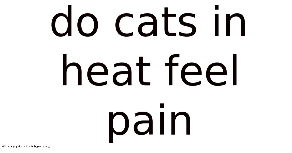 Do Cats In Heat Feel Pain