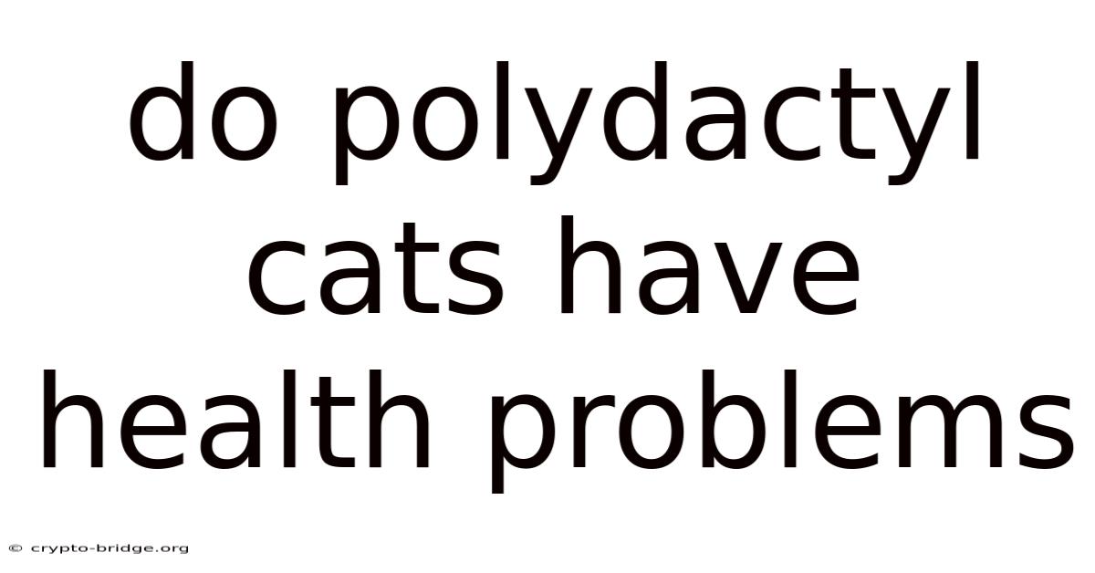 Do Polydactyl Cats Have Health Problems
