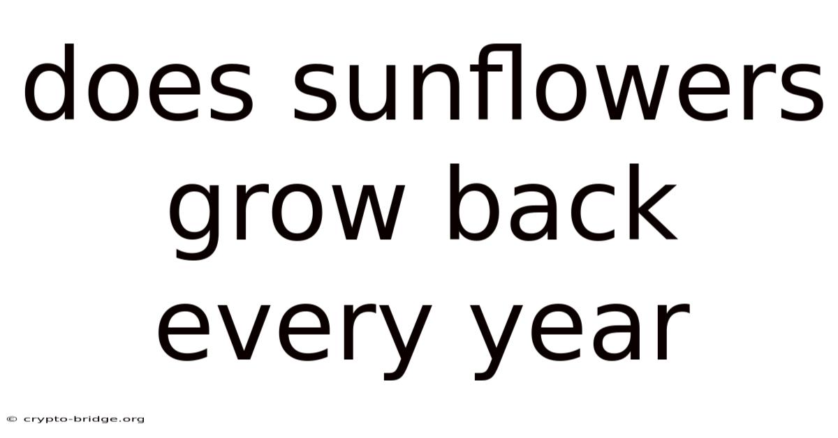 Does Sunflowers Grow Back Every Year