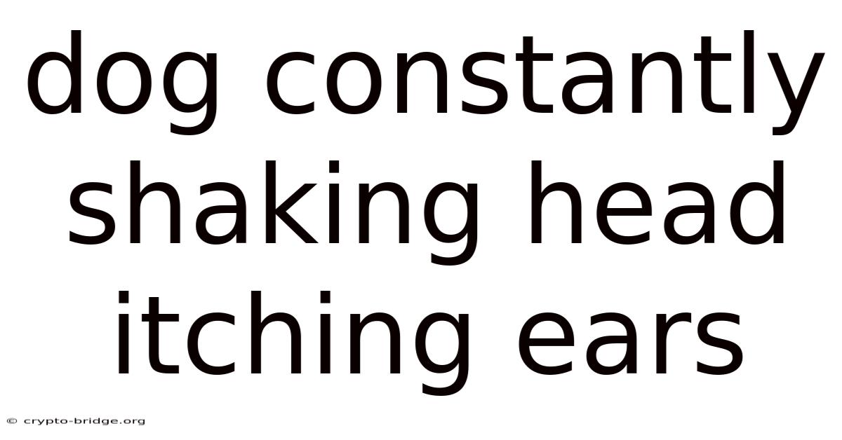 Dog Constantly Shaking Head Itching Ears