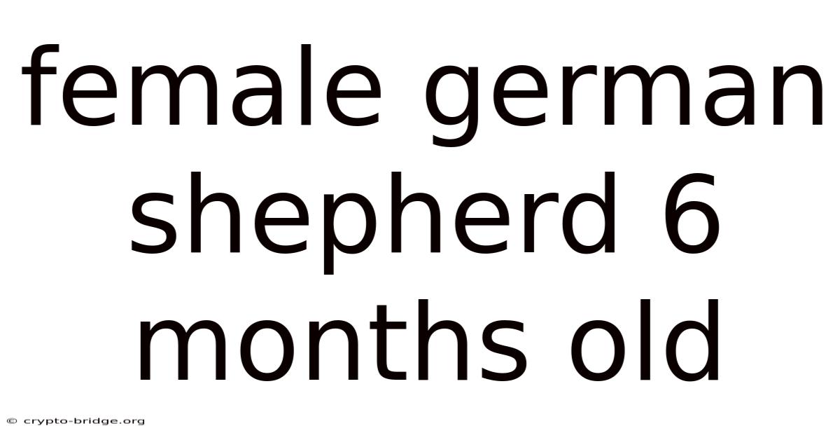 Female German Shepherd 6 Months Old