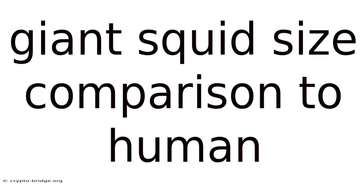 Giant Squid Size Comparison To Human