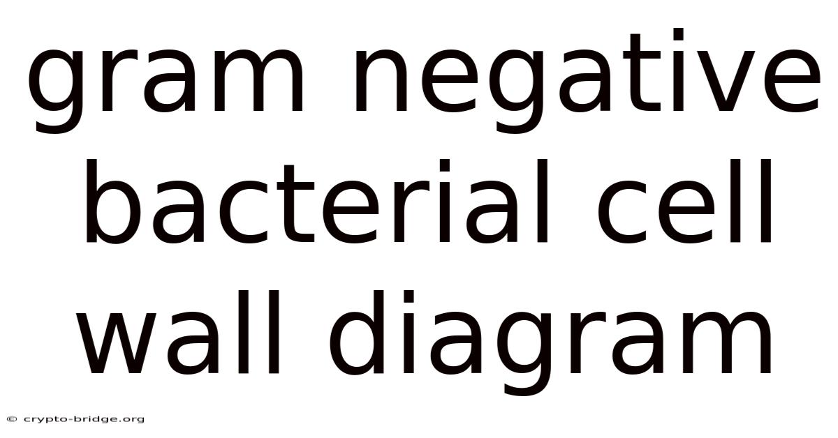 Gram Negative Bacterial Cell Wall Diagram