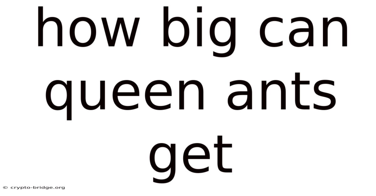 How Big Can Queen Ants Get