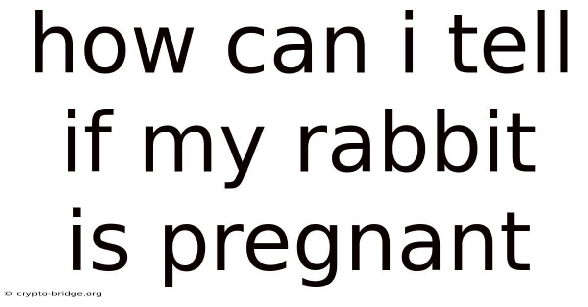 How Can I Tell If My Rabbit Is Pregnant