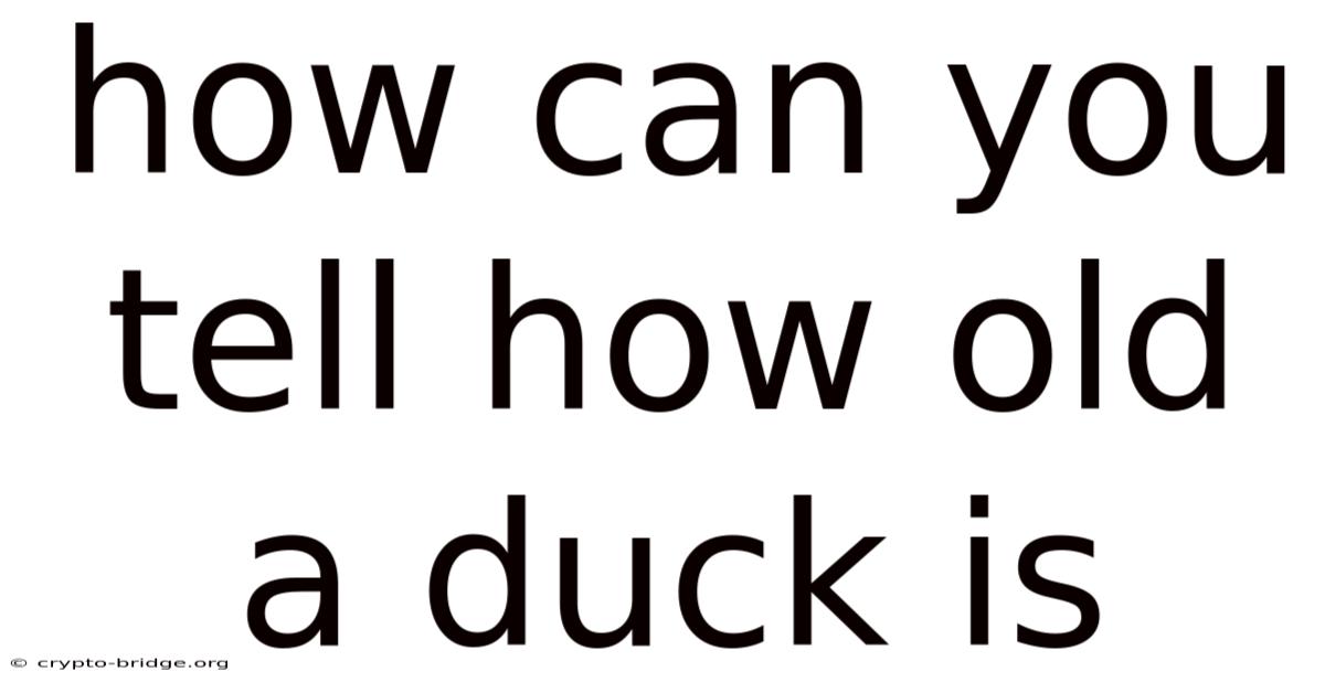 How Can You Tell How Old A Duck Is