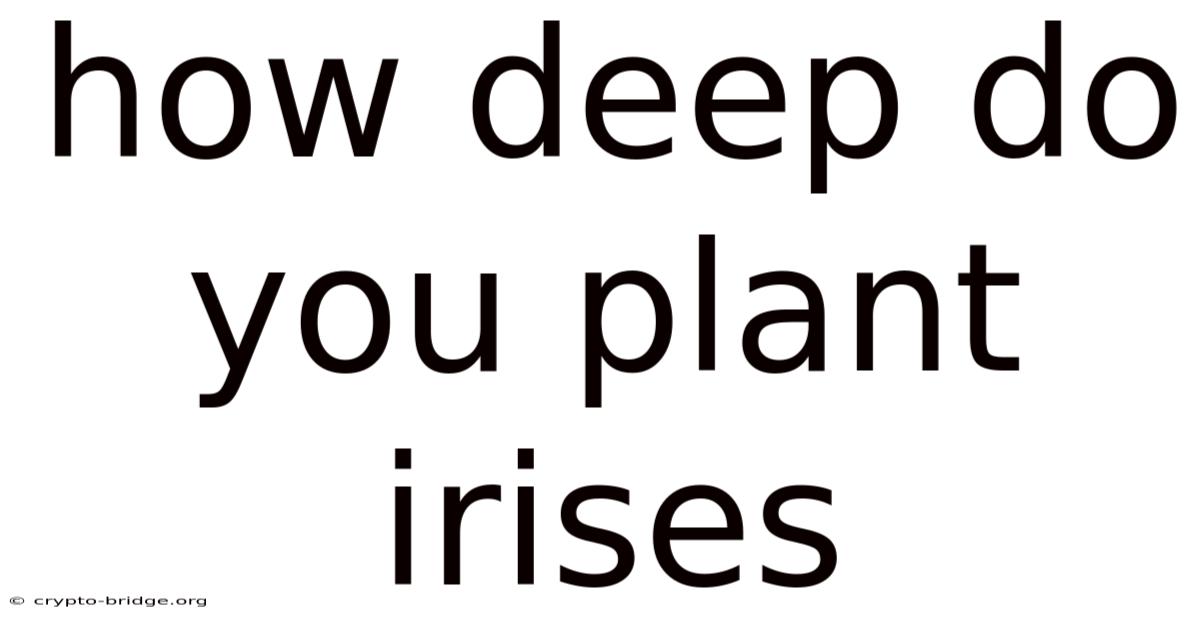How Deep Do You Plant Irises