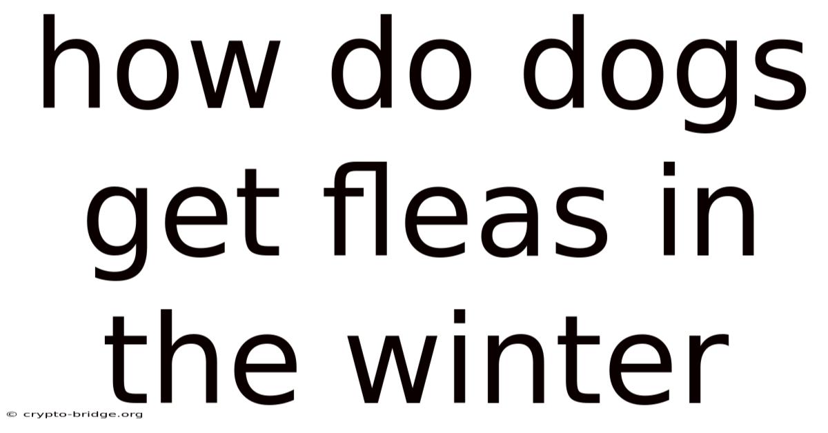 How Do Dogs Get Fleas In The Winter