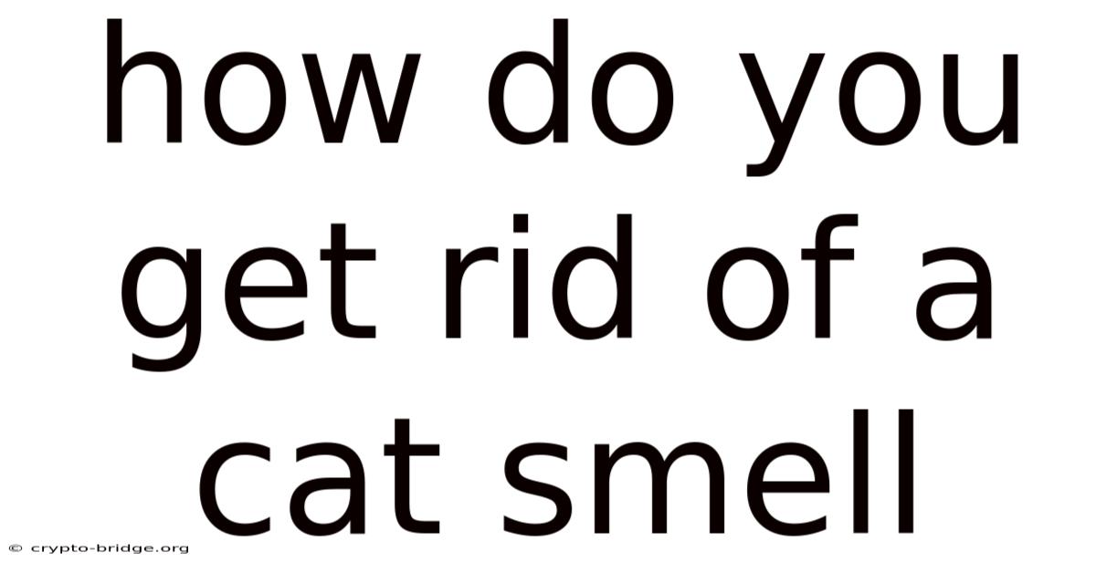 How Do You Get Rid Of A Cat Smell