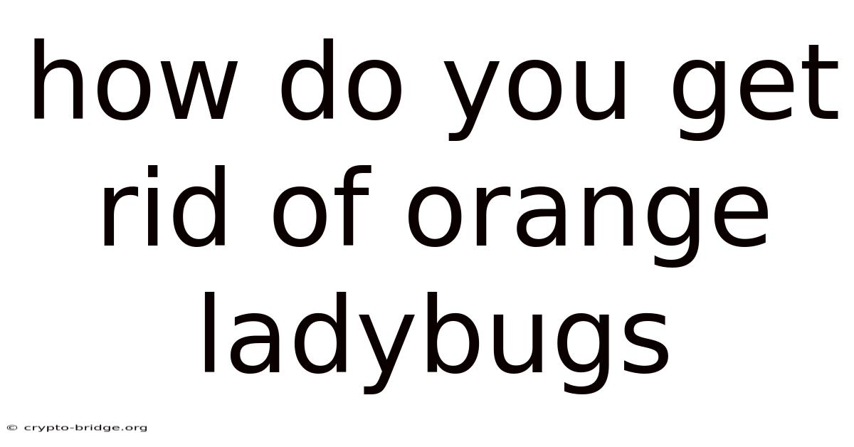 How Do You Get Rid Of Orange Ladybugs