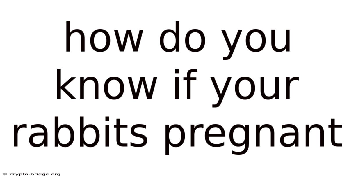 How Do You Know If Your Rabbits Pregnant
