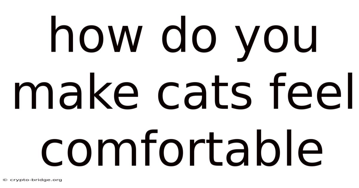 How Do You Make Cats Feel Comfortable