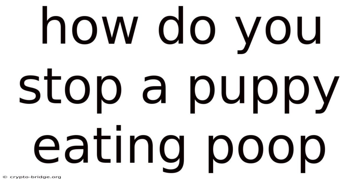 How Do You Stop A Puppy Eating Poop