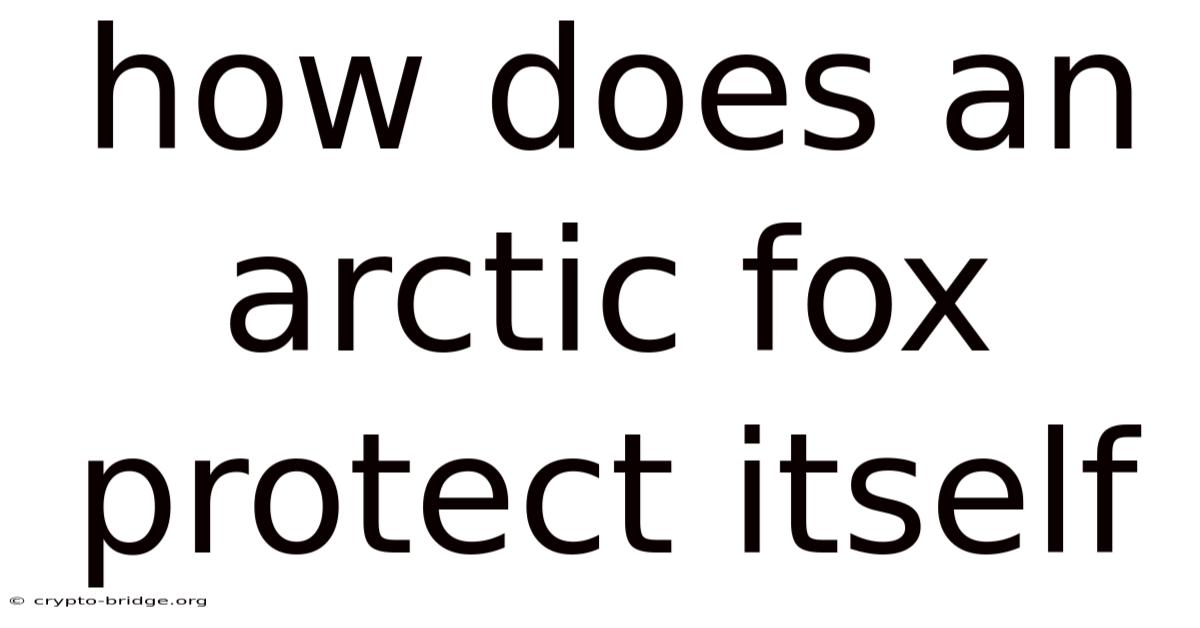 How Does An Arctic Fox Protect Itself