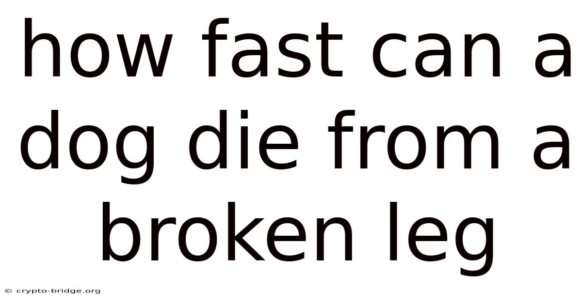 How Fast Can A Dog Die From A Broken Leg