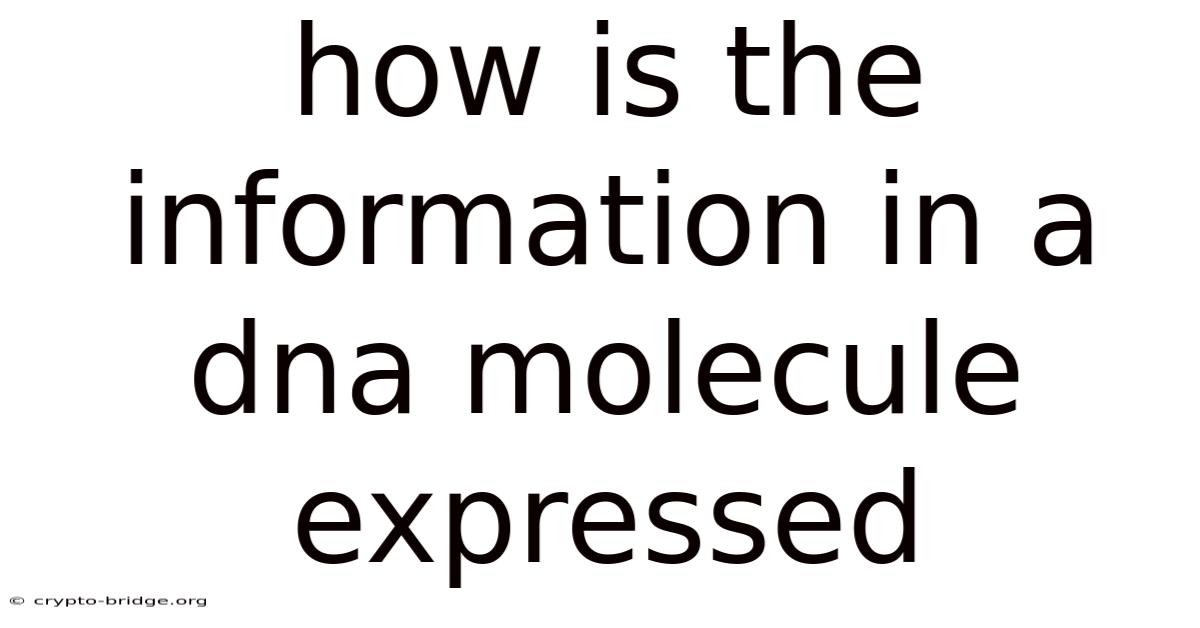 How Is The Information In A Dna Molecule Expressed