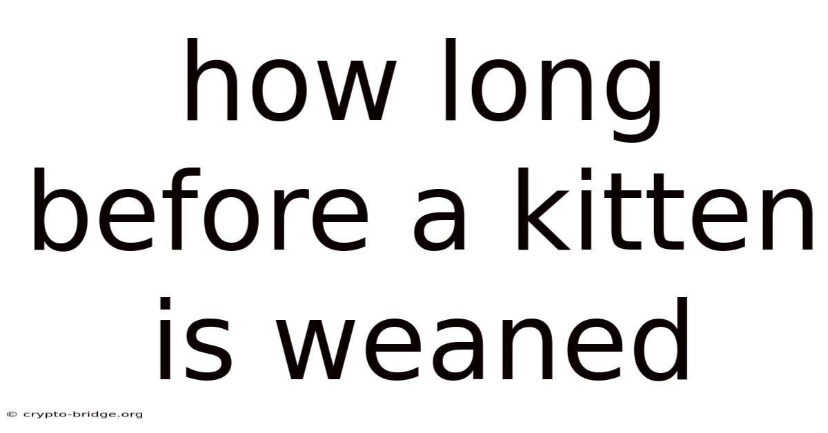 How Long Before A Kitten Is Weaned