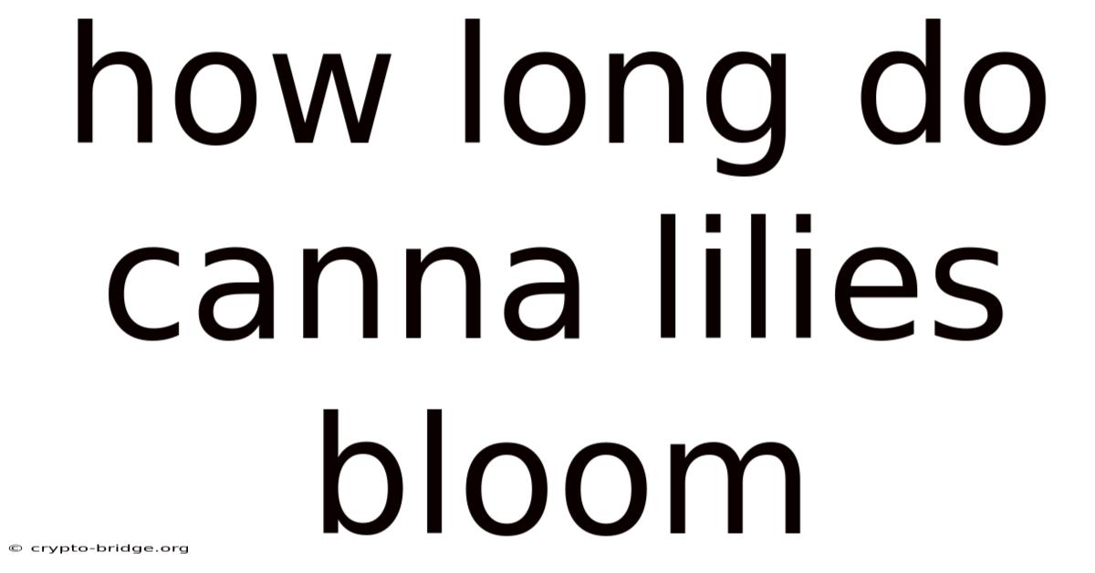 How Long Do Canna Lilies Bloom
