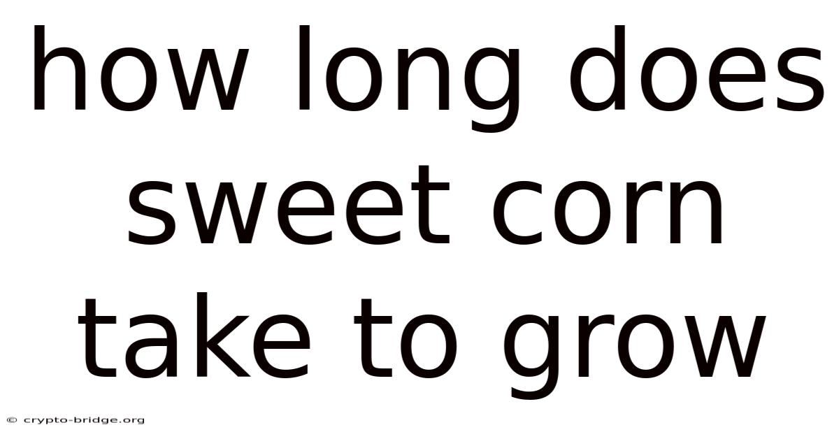 How Long Does Sweet Corn Take To Grow