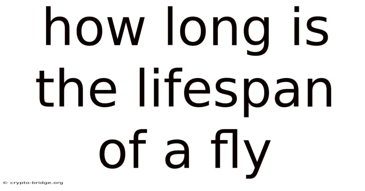 How Long Is The Lifespan Of A Fly