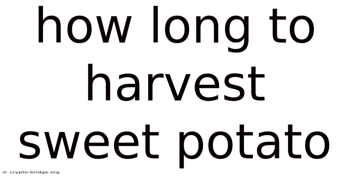 How Long To Harvest Sweet Potato