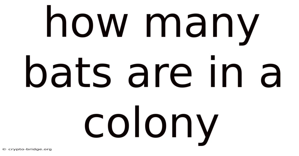 How Many Bats Are In A Colony