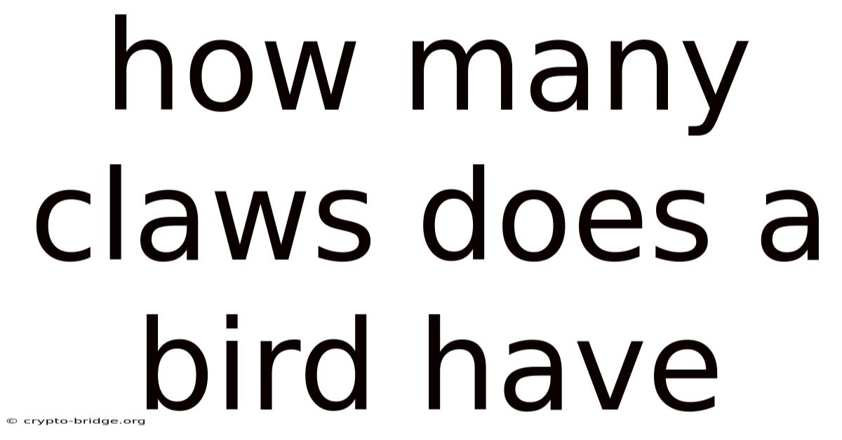 How Many Claws Does A Bird Have