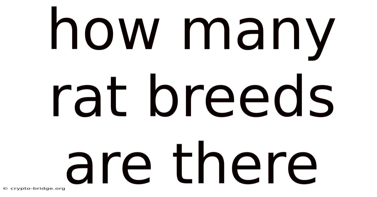 How Many Rat Breeds Are There