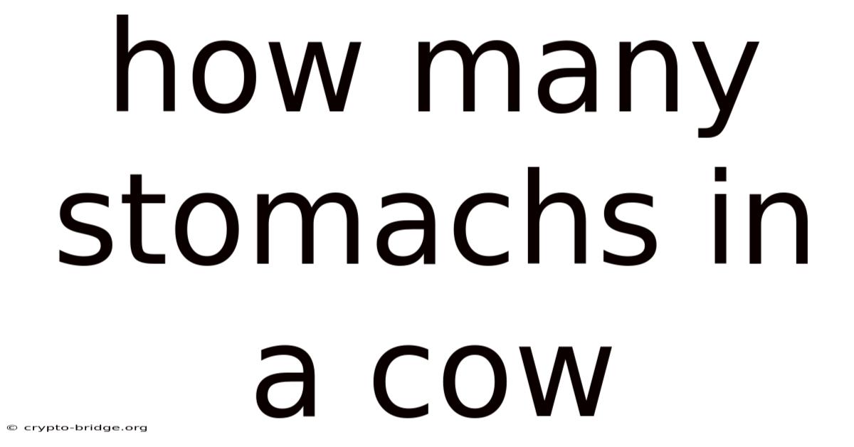 How Many Stomachs In A Cow