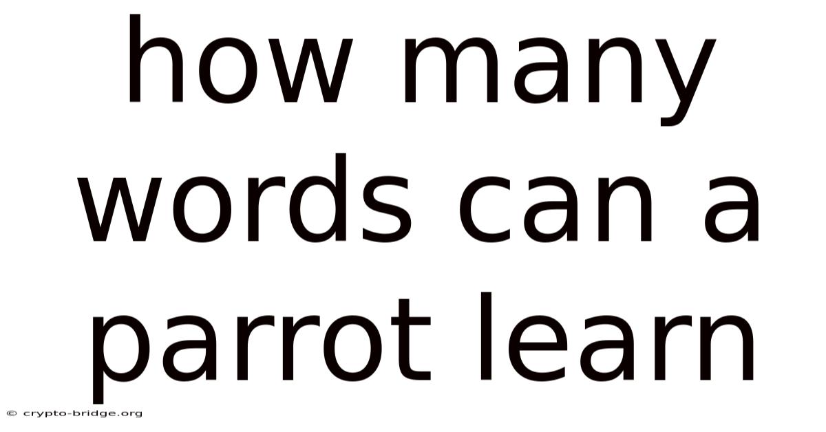 How Many Words Can A Parrot Learn