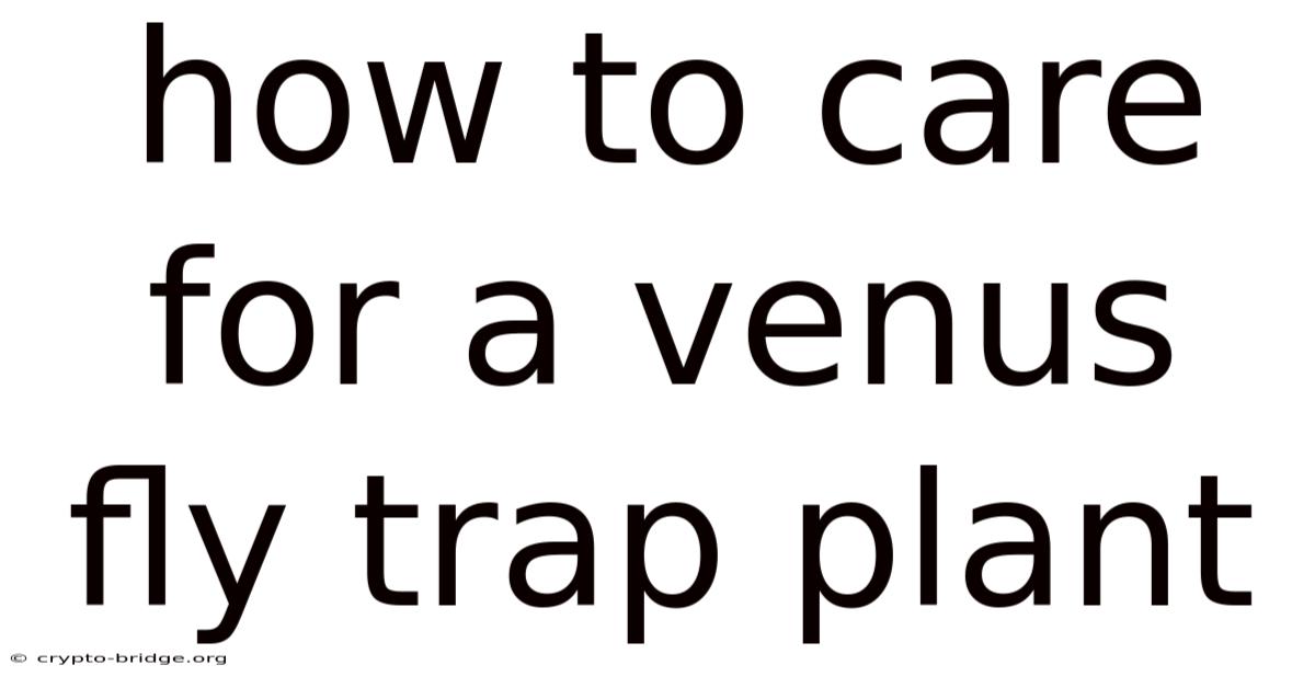 How To Care For A Venus Fly Trap Plant