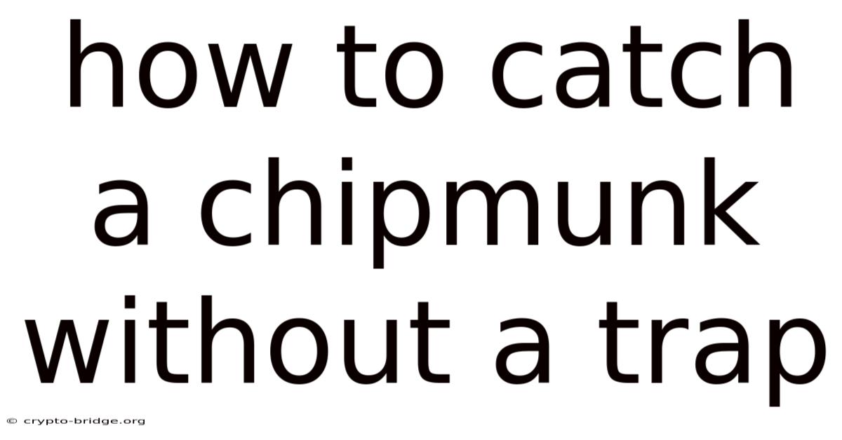 How To Catch A Chipmunk Without A Trap