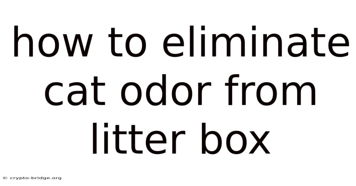How To Eliminate Cat Odor From Litter Box