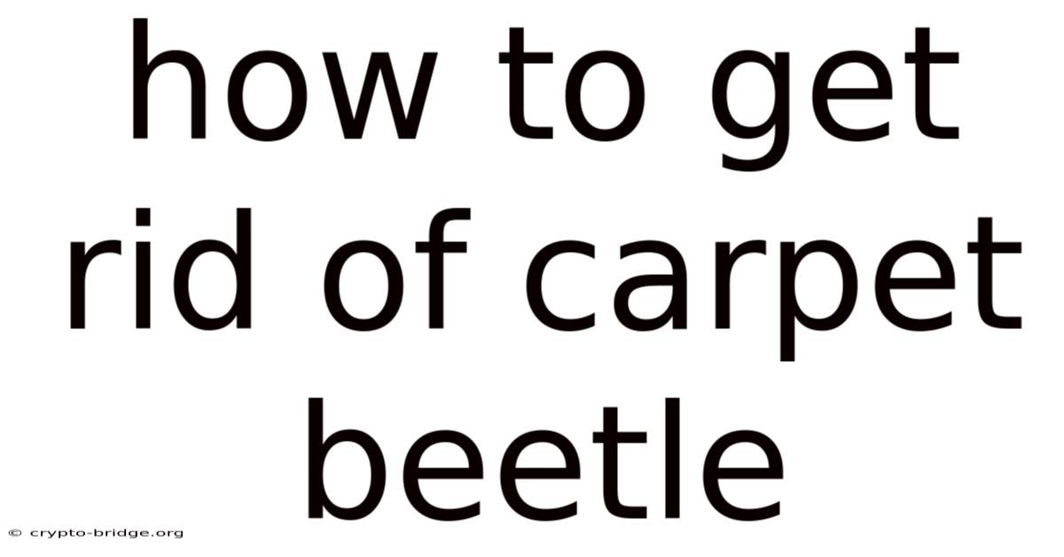 How To Get Rid Of Carpet Beetle