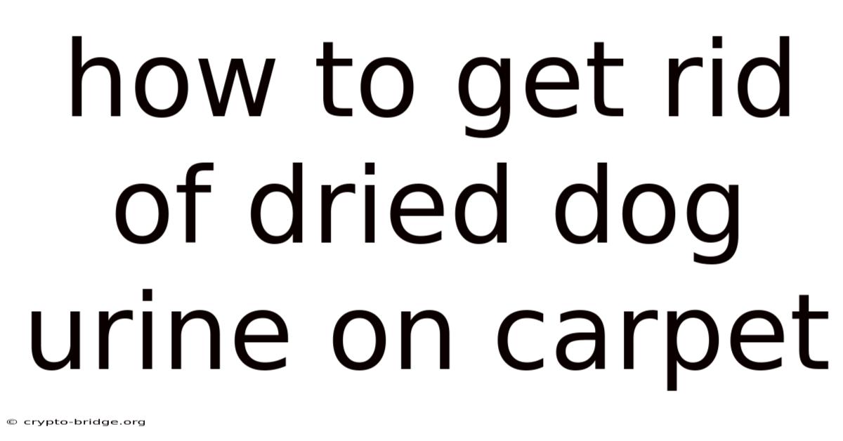 How To Get Rid Of Dried Dog Urine On Carpet
